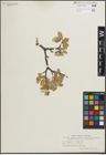 Foto von Salix glauca L. x Salix repens L.